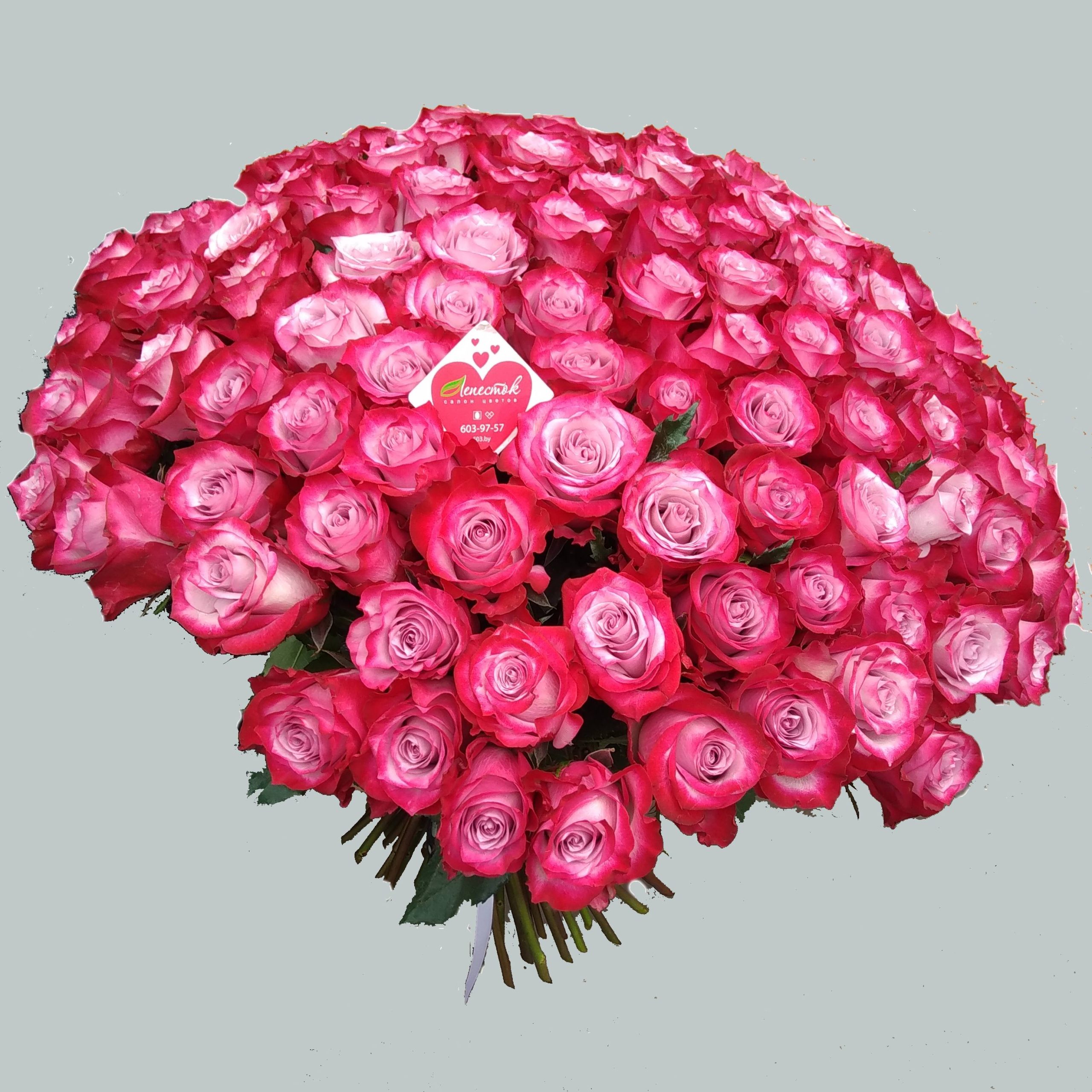 101 сортовая роза Deep Purple